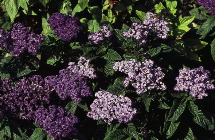 A cluster of purple heliotrope flowers with lush green leaves in the backdrop