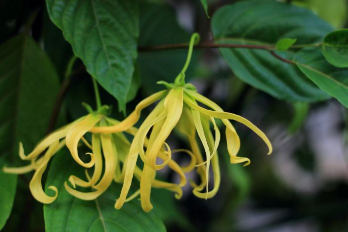 Yellow flowers on a Ylang Ylang tree.