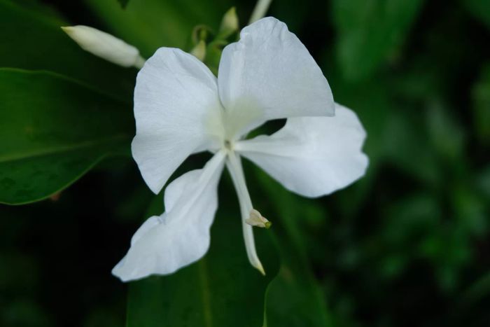 A White Butterfly Ginger flower in bloom.