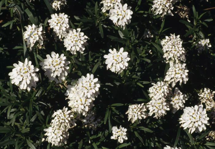 Close up photo of white alyssum plants with green leaves in the background