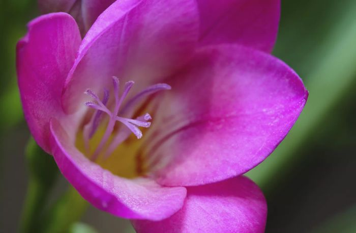 Close up of a pink freesia plant on a blurred background of green leaves