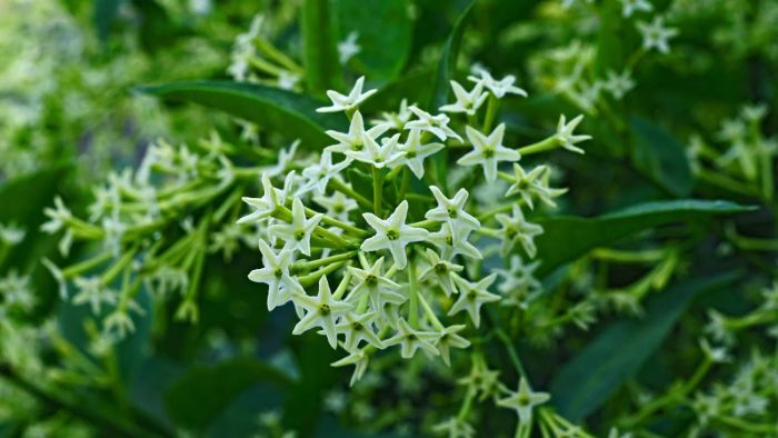 Night Blooming Jasmine flowers in full bloom.