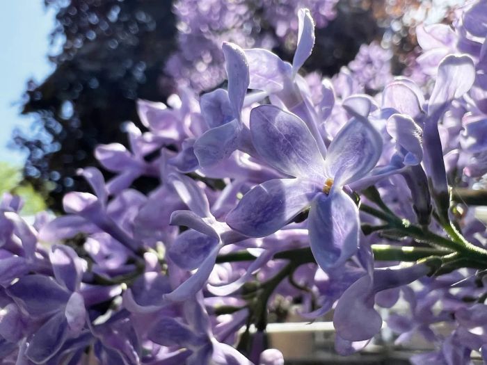 Close up of lilac flowers with a blurred background