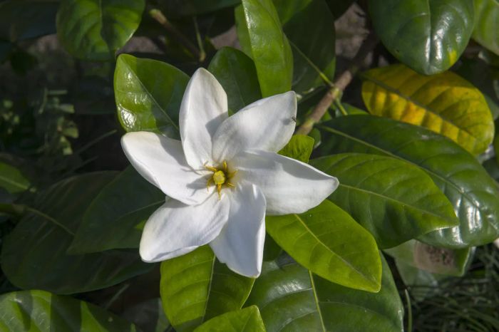 Close-up of a white Gardenia jasminoides bloom.