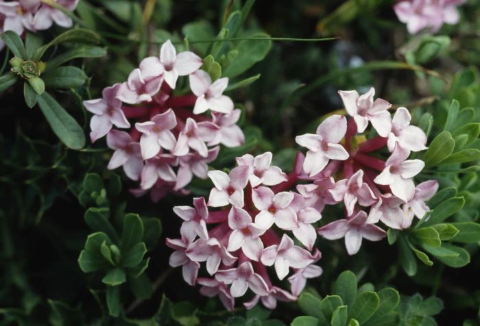 Close up of three daphne pink flowers with green leaves in the background