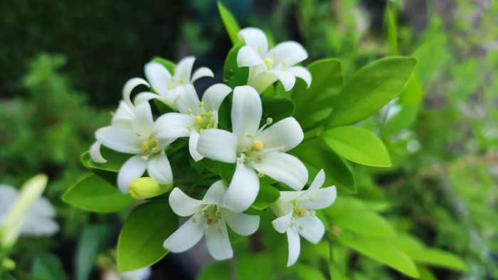 Orange Jessamine blooms in full color.