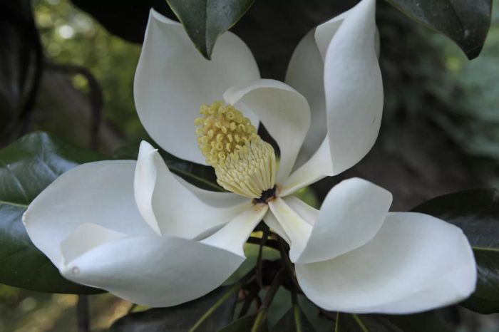 Close up of the white magnolia flower with green leaves in the background