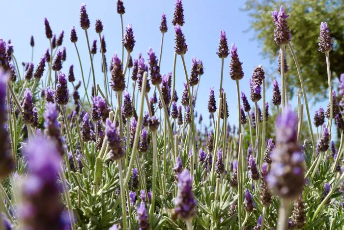 grow-french-lavender-GettyImages-1479441015