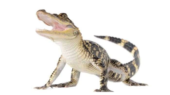 iStock