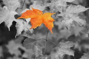 Leaf photograph