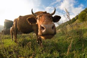 A fisheye lens photograph of a bull.