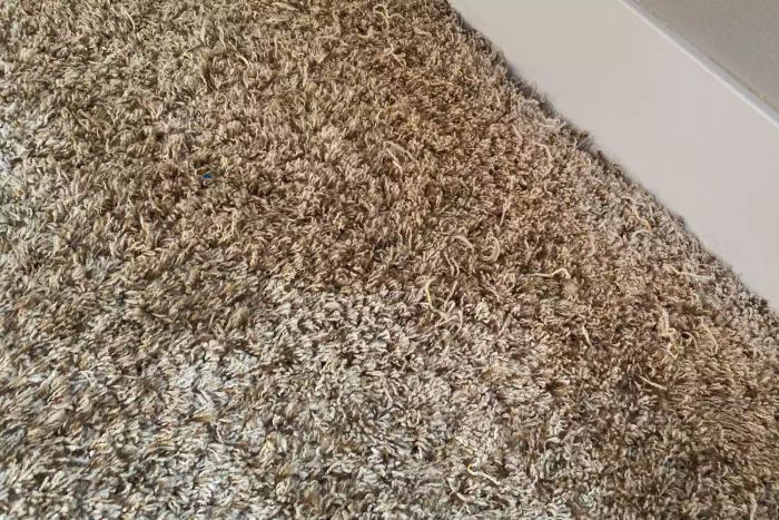 A close-up of a soft carpet cleaned with Nature's Miracle Cat Enzymatic Stain and Odor Remover.