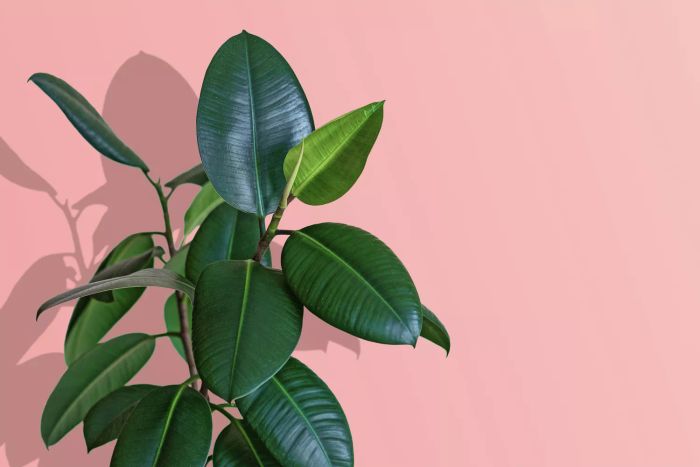 Ficus elastica (Rubber Tree)