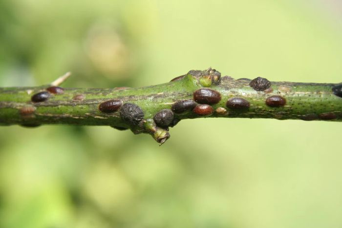 Houseplant Pests: Brown Scale on Stems