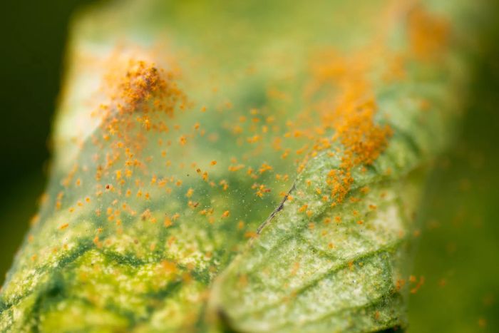 Houseplant Pests: Spider Mites on Leaves