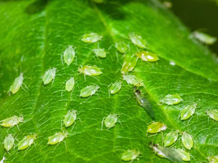 Houseplant Pests: Aphids on Green Leaves