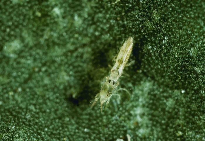 Agriculture - Sixspotted thrips (Scolothrips sexmaculatus) adult consuming a spider mite (10X).