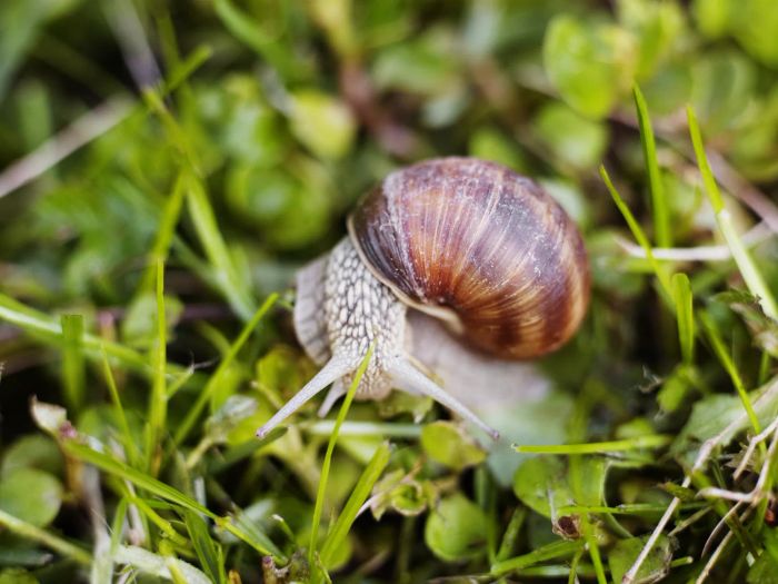 A banded snail crawling through green foliage