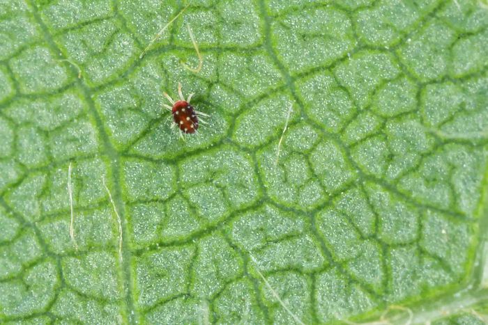 The European red mite, scientifically known as Panonychus ulmi, is a major pest that affects fruit trees in agriculture.