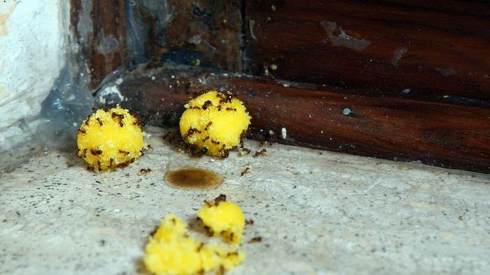 ants consuming borax solution