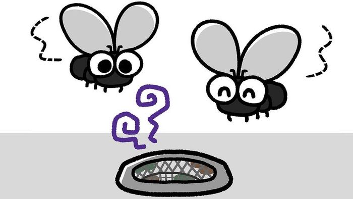 Illustration of flies above a drain
