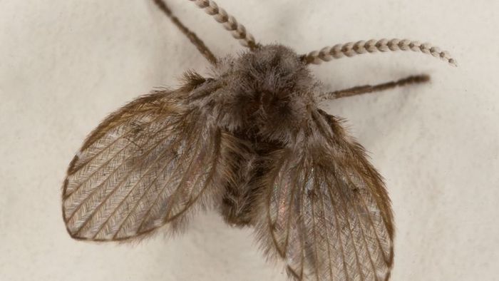 moth fly