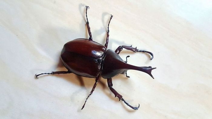 A close-up shot of a weevil bug resting on a white surface.