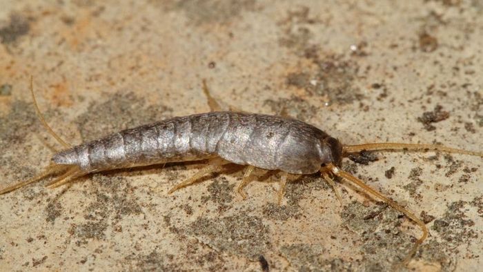 Silverfish Pests