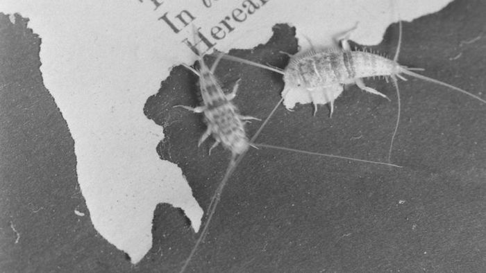Two silverfish feeding on the paper of a book.