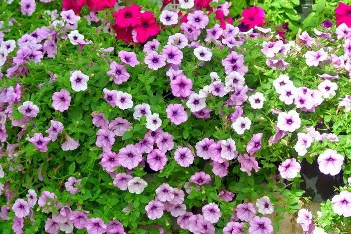 พิทูเนีย (Petunia) ดอกไม้ที่มีสีสันสดใส และช่วยป้องกันแมลงรบกวนได้อย่างดีเยี่ยม