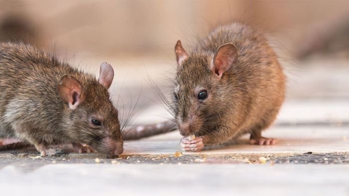 Rats that gnaw