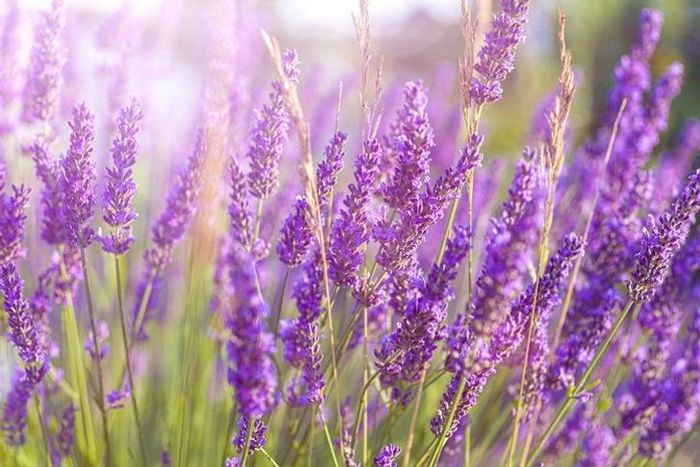ลาเวนเดอร์ (Lavender) ดอกไม้ที่มีความหอมและช่วยไล่แมลง พร้อมทั้งเพิ่มความสวยงามให้สวนของคุณ