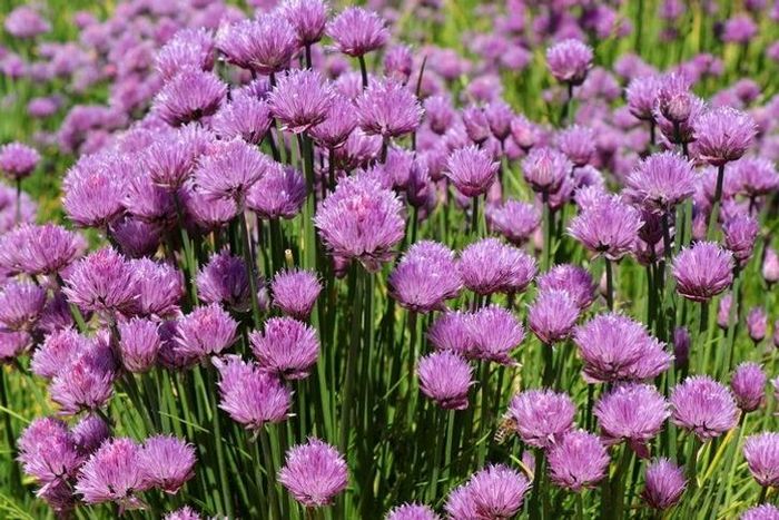 แอลเลียม (Allium)