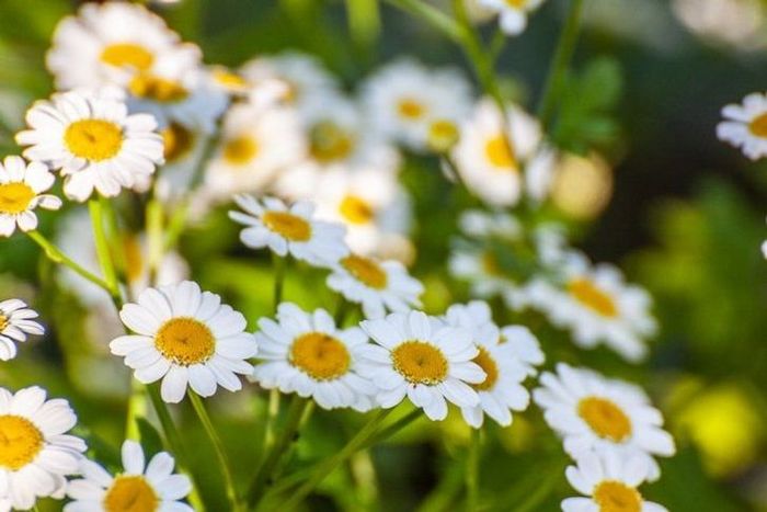 ไพรีทรัม (Pyrethrum) ดอกไม้ที่มีคุณสมบัติในการไล่แมลงได้ดีเยี่ยม