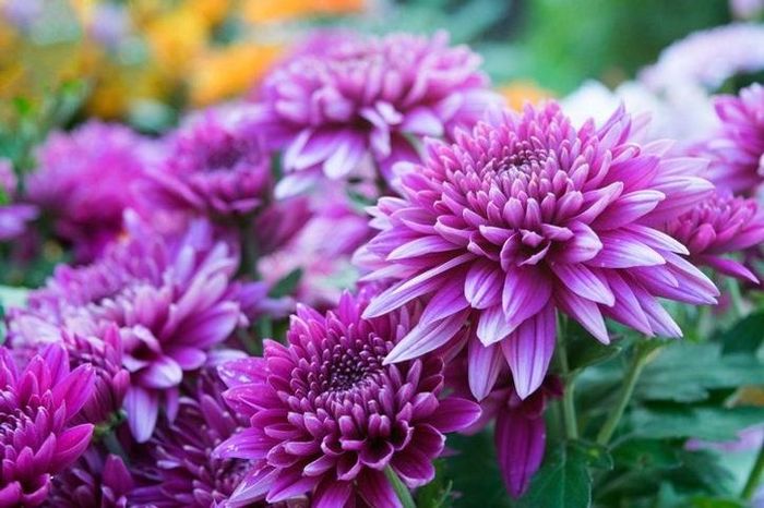 ดอกไม้ที่ช่วยไล่แมลง เบญจมาศ (Chrysanthemum)
