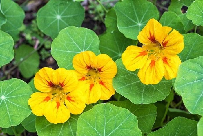 แนสเตอร์ซัม (Nasturtium) ดอกไม้ที่เต็มไปด้วยสีสันสดใสและมีคุณสมบัติในการขับไล่แมลงได้ดี