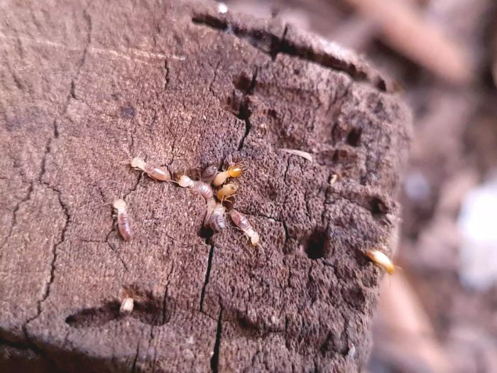 Drywood Termites