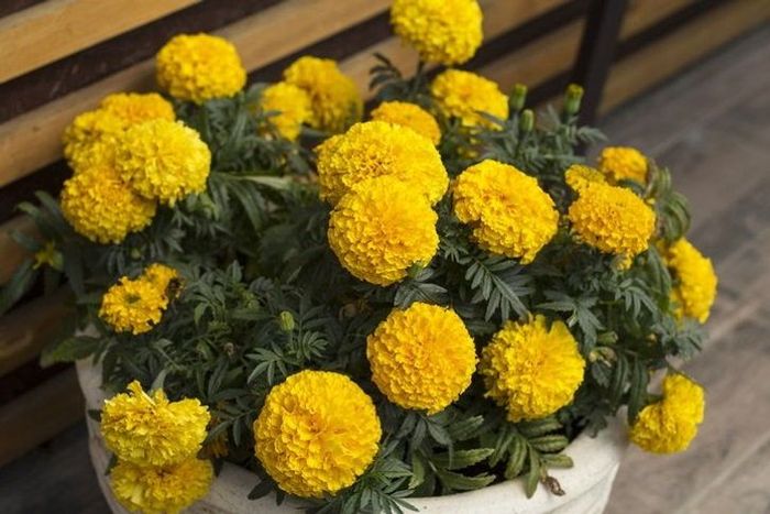 ดาวเรือง (Marigold) เป็นดอกไม้ที่มีสีสันสดใส และยังช่วยไล่แมลงรบกวนได้อย่างมีประสิทธิภาพ