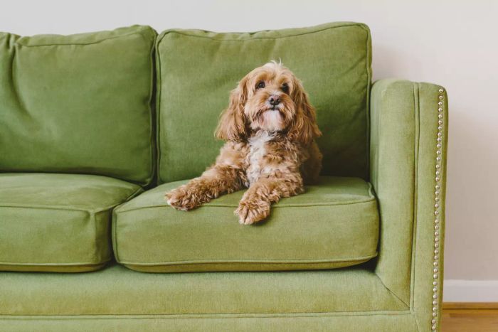 wash-couch-cushions-GettyImages-1146283908