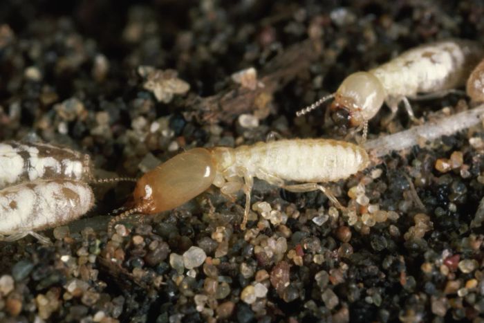 Western Subterranean Termite
