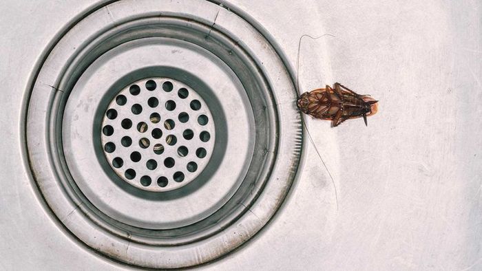 Cockroach in sink