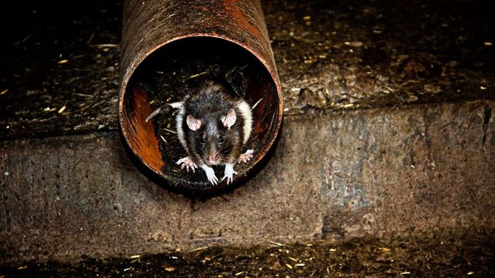Rat in a pipe