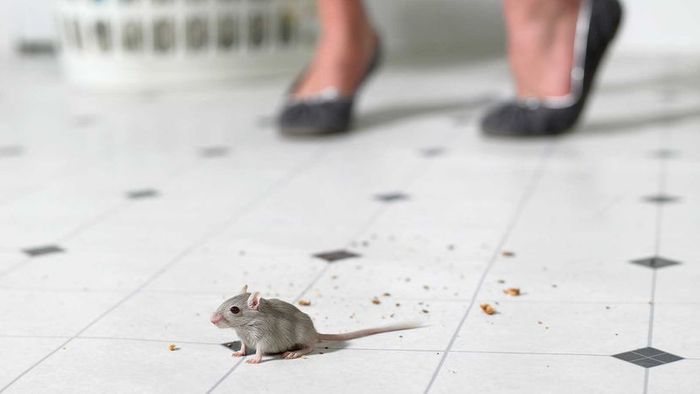 Mouse