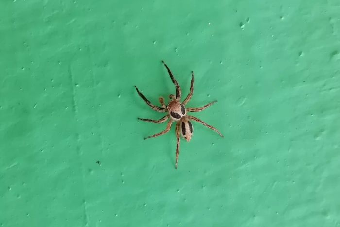 keep-away-spiders-GettyImages-1171679914