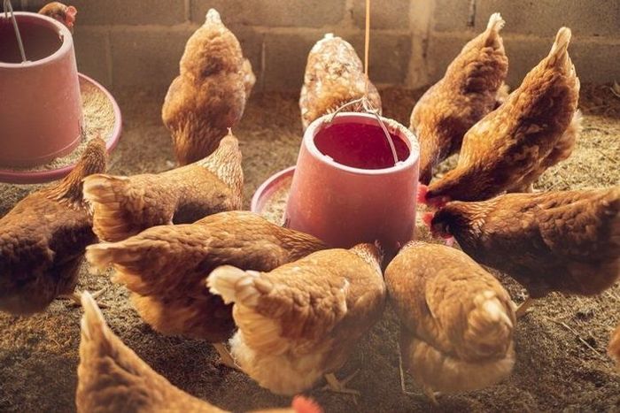 การดูแลไก่ไข่ต้องใส่ใจในเรื่องของความสะอาดในโรงเรือน การให้อาหารและน้ำที่เหมาะสม การควบคุมอุณหภูมิ และการตรวจสอบสุขภาพของไก่อย่างสม่ำเสมอ เพื่อให้ไก่ไข่มีสุขภาพดีและสามารถผลิตไข่ได้อย่างต่อเนื่อง