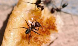 ants foraging for food