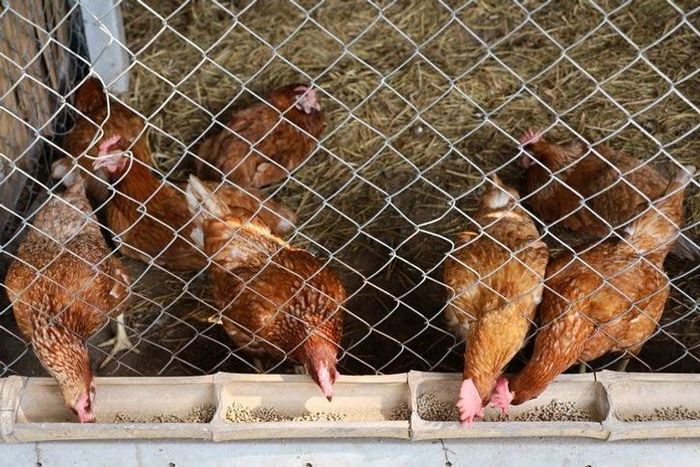 การเลี้ยงไก่ไข่เบื้องต้นนั้นต้องเริ่มจากการดูแลพื้นฐานที่สำคัญ เช่น การให้อาหาร การให้แสงสว่าง และการรักษาความสะอาดในพื้นที่เลี้ยง