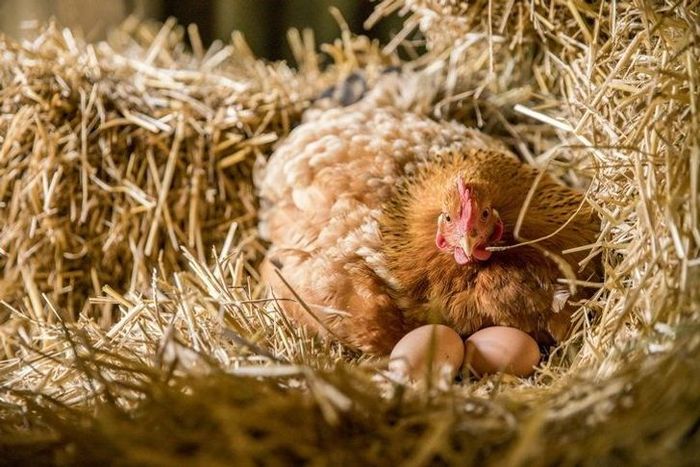 ไก่ไข่เป็นสัตว์ที่มีประโยชน์สูงในการผลิตไข่สำหรับการบริโภคภายในบ้านหรือเพื่อการค้าขาย