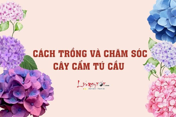 Cách trồng và chăm sóc cẩm tú cầu