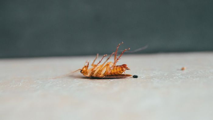 cockroach